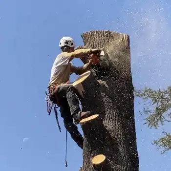 Abattage d'arbres 